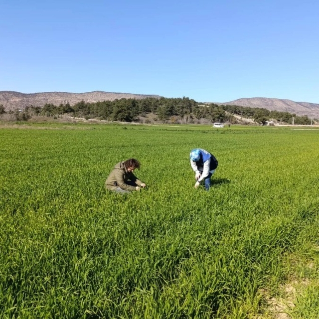 Bilecik'te buğday ekili alanlar denetlendi