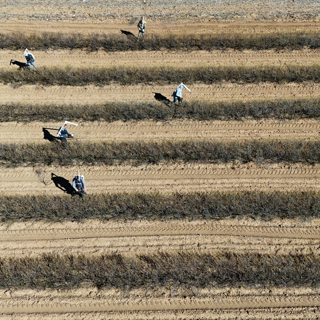 Isparta'nın gül bahçelerinde hasat öncesi budama mesaisi yapılıyor