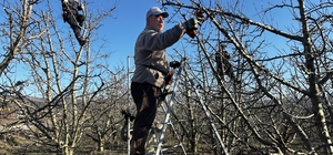 Isparta'da meyve bahçelerinde budama yapılıyor