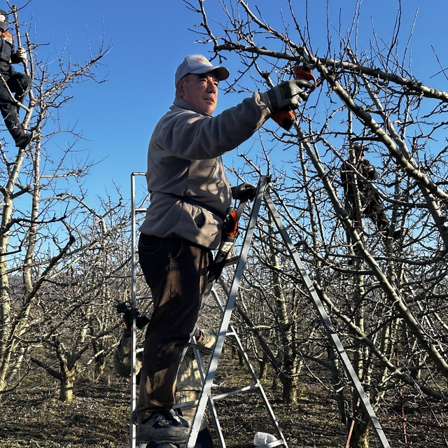 Isparta'da meyve bahçelerinde budama yapılıyor