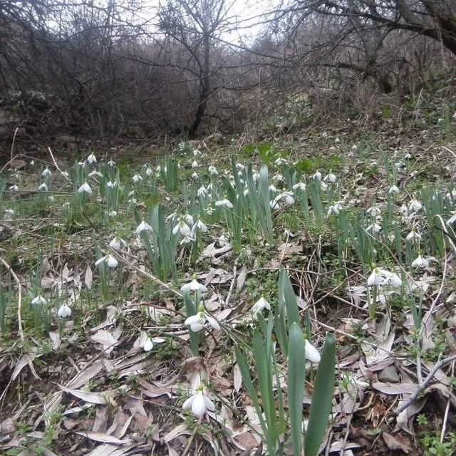 Kütahya Murat Dağı'nda kardelen koparmanın cezası 699 bin 245 TL