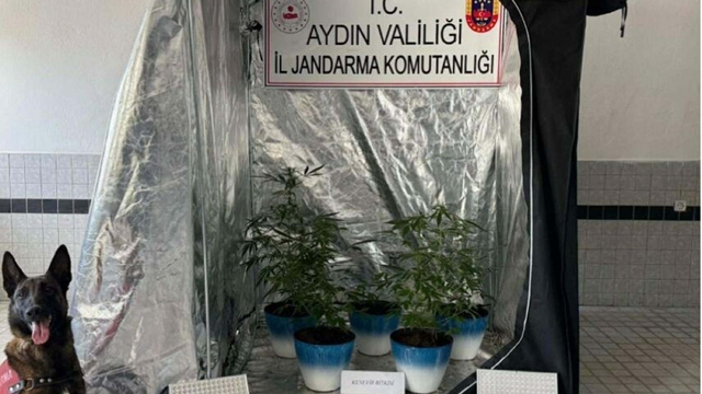 Evinde Hint keneviri yetiştiren şüpheliye gözaltı