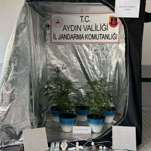 Evinde Hint keneviri yetiştiren şüpheliye gözaltı