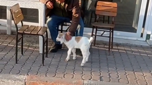 Edirne'de de "keçi ile alışveriş" keyfi