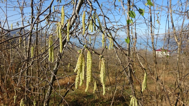 Fındıkta doğru bilinen yanlışlara karşı uyardı
Fındık İhtisaslaşma Koordinatörü Ali Turan:
"İlaçlama ve gübreleme analize göre yapılmalı"