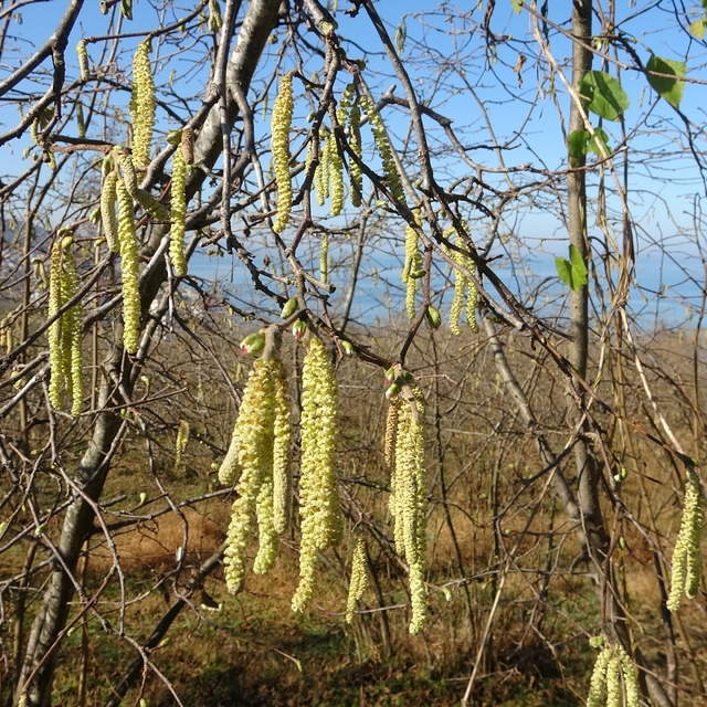 Fındıkta doğru bilinen yanlışlara karşı uyardı
Fındık İhtisaslaşma Koordina...