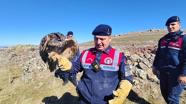 Yozgat'ta yaralı puhu kurtarıldı
