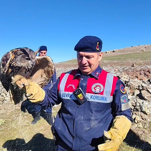 Yozgat'ta yaralı puhu kurtarıldı