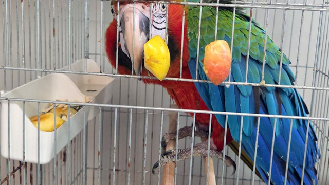 Edirne'de yurda sokulmak istenen 3 macaw papağanı ele geçirildi