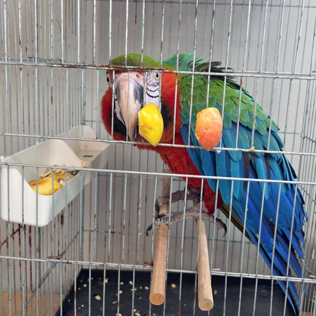 Edirne'de yurda sokulmak istenen 3 macaw papağanı ele geçirildi