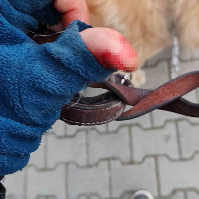 Başıboş pitbull, vatandaş ile köpeğine dehşeti yaşattı
Pitbull saldırısında...