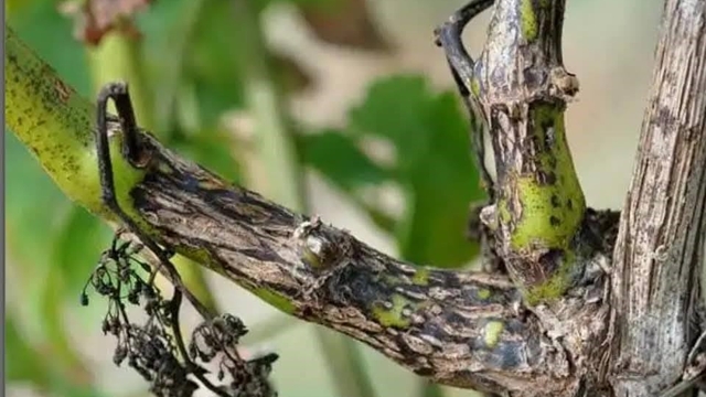 Manisa'da bağcılara 'Ölükol' uyarısı