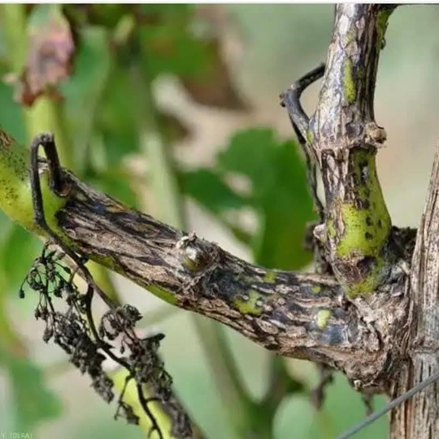 Manisa'da bağcılara 'Ölükol' uyarısı