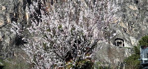 Amasya’da çiçek açan ağaçlar görsel şölen oluşturdu