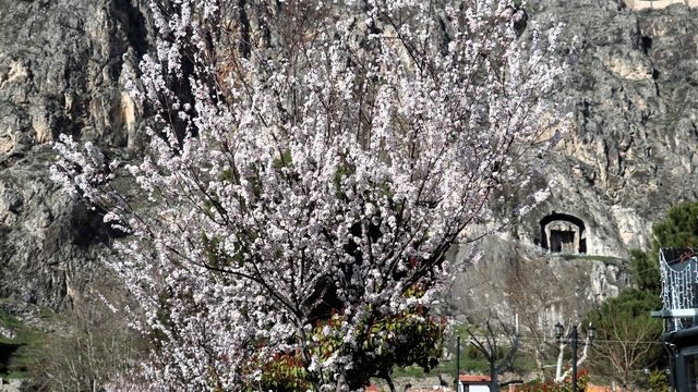 Amasya'da çiçek açan ağaçlar görsel şölen oluşturdu
