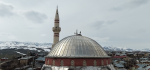 "Baharın habercisi" leylekler Muş Ovası'na gelmeye başladı