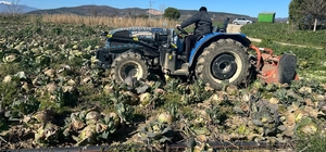Pazarda 70 lira ama yüzbinlercesi tarlada çürüdü: Üreticiler Tarım Kredi'ye çağrı yaptı