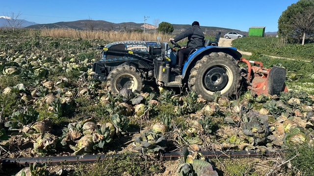 Pazarda 70 lira ama yüzbinlercesi tarlada çürüdü: Üreticiler Tarım Kredi'ye çağrı yaptı