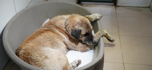 Köpeği ezen sürücü serbest bırakıldı Otomobilin ezdiği köpeğin tedavisi sürüyor