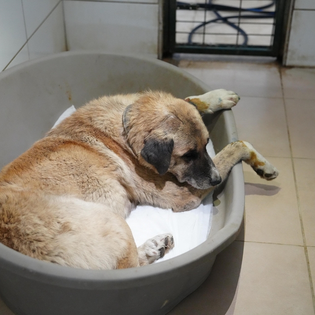 Köpeği ezen sürücü serbest bırakıldı
Otomobilin ezdiği köpeğin tedavisi sür...