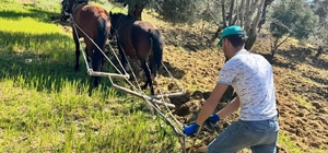 Traktörün giremediği zeytinlikte üretim atlarla sürüyor