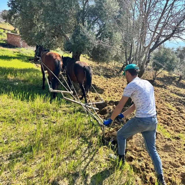 Traktörün giremediği zeytinlikte üretim atlarla sürüyor
