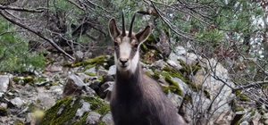 Türkiye’de en düşük rakımda sadece Gümüşhane’de görülüyor