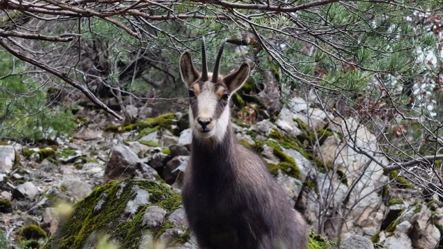 Türkiye'de en düşük rakımda sadece Gümüşhane'de görülüyor