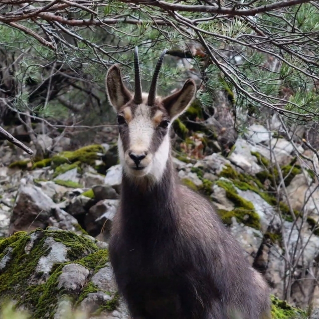 Türkiye'de en düşük rakımda sadece Gümüşhane'de görülüyor