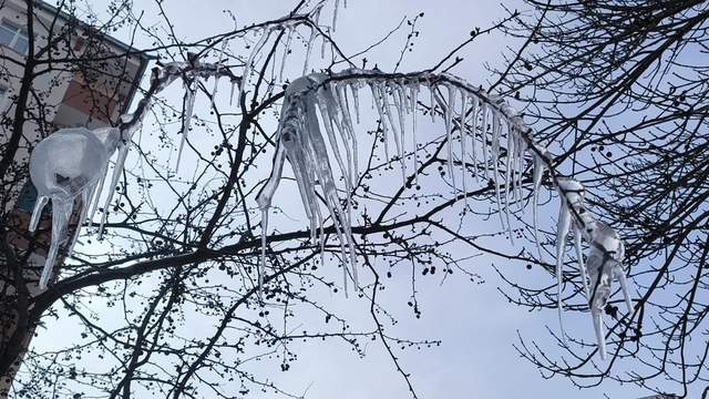 Kars'ta ağaçlar buz tuttu