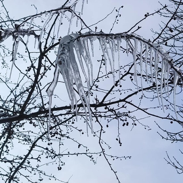 Kars'ta ağaçlar buz tuttu