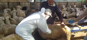 Koçarlı’da küçükbaş hayvanlar aşılandı