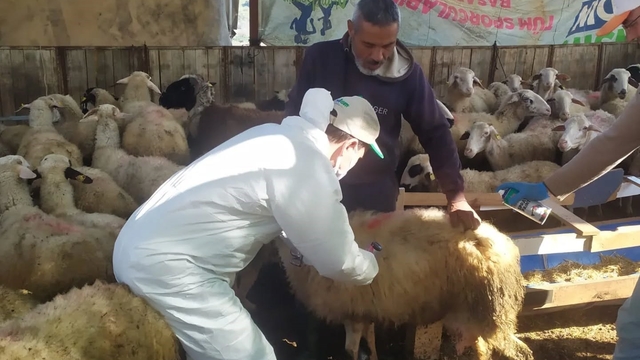 Koçarlı'da küçükbaş hayvanlar aşılandı