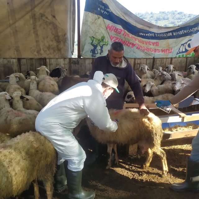Koçarlı'da küçükbaş hayvanlar aşılandı