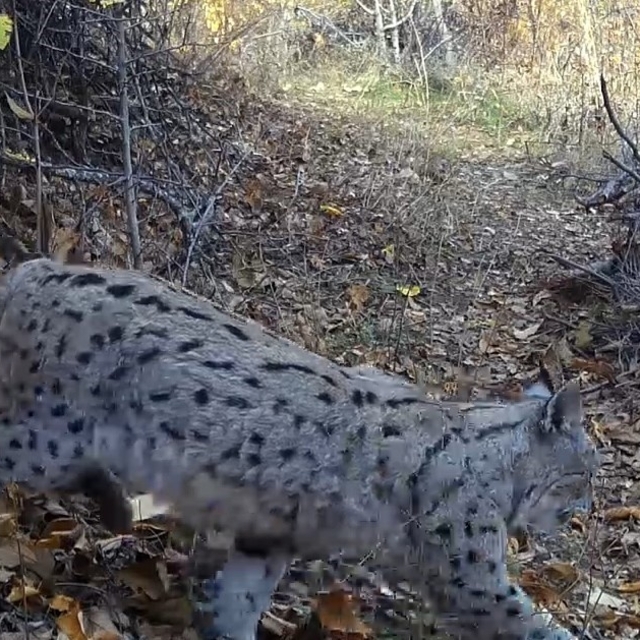 "Ormanın Hayaleti" vaşak güvenlik kamerasına yansıdı