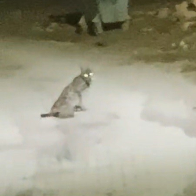 Konya'da vaşak görüntülendi