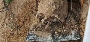 Bahçede yapılan kazıda insan kafatası ve kemikler bulundu