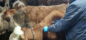 Demirözü’nde aşılama ve küpeleme çalışmaları devam ediyor