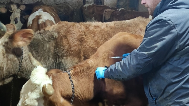 Demirözü'nde aşılama ve küpeleme çalışmaları devam ediyor