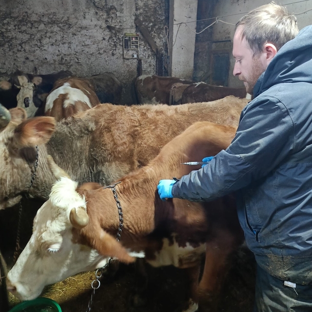 Demirözü'nde aşılama ve küpeleme çalışmaları devam ediyor