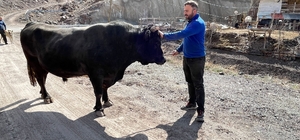 Menüsünde fındık ve pekmez olan boğalar kampta