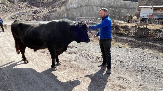 Menüsünde fındık ve pekmez olan boğalar kampta