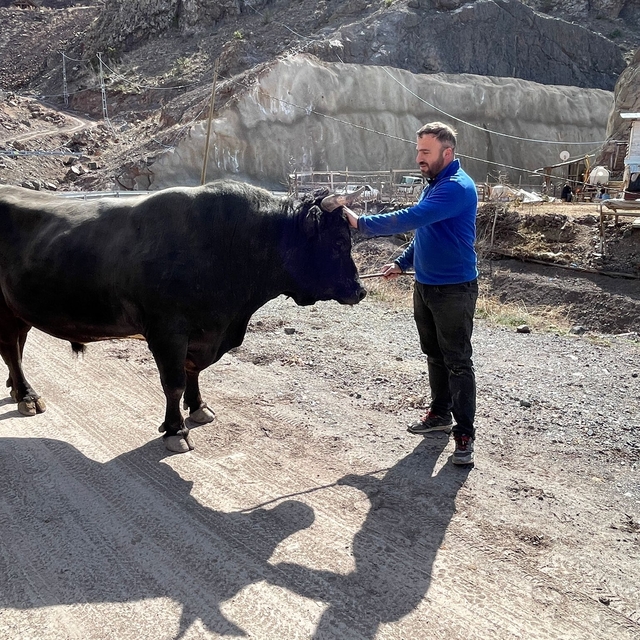 Menüsünde fındık ve pekmez olan boğalar kampta