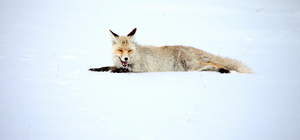 Kars'ta kızıl tilkiler avlanırken görüntülendi