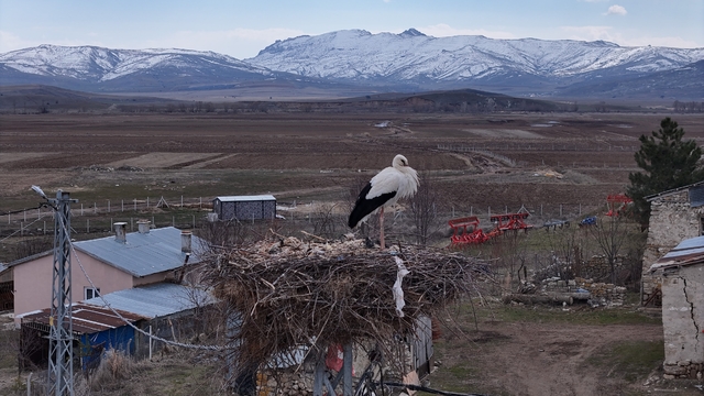 Baharın müjdecileri, asırlardır mesken tuttukları köye döndü