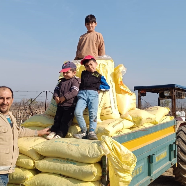 Sarıgöl bağlarında gübreleme çalışmaları başladı