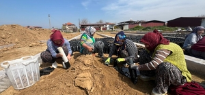 İki kardeşten üzüm fidanında büyük başarı