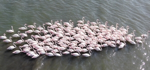 İzmit Körfezi'nde çamur gitti, allı turnaların sayısı ikiye katlandı Nesli tükenme tehlikesiyle karşı karşıya kalan kuşlar bile İzmit Körfezi'ni seçti Kocaeli Büyükşehir Belediyesi Ormanya Biyoloğu Dr. Recep Bakır: "Nesli tükenme tehlikesi altında olan 'dik kuyruk' kuş türümüz var ve bu tür tüm dünya için çok önemli. Üredikten sonra burayı beslenme ve dinlenme alanı olarak kullanmakta. 'Küçük karabatak' türümüz de yine aynı şekilde" "Rakamlara bakarsak; 2023 yılındaki flamingo sayısı 260 civarındaydı. Temizlik çalışmalarının etkisiyle bu sayı 2024 yılında 500'e yaklaştı. 2025 yılında da 450-500 civarında devam etti"