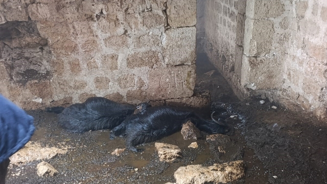 Tarsus'ta ahıra yıldırım düştü: 5 küçükbaş hayvan telef oldu