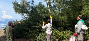 Marmaris'te çam kese böceğine karşı  'mekanik ve biyolojik yöntemlerle müca...
